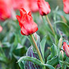 Tulip Red Riding Hood Tulip Red Riding Hood