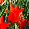 Tulip Red Riding Hood Tulip Red Riding Hood