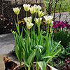 Tulip Spring Green