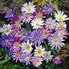 Anemone Blanda Mixed Anemone Blanda Mixed