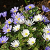 Anemone Blanda Mixed Anemone Blanda Mixed