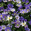 Anemone Blanda Mixed Anemone Blanda Mixed