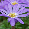 Anemone Blanda Mixed Anemone Blanda Mixed