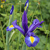 Dutch Iris Mix Dutch Iris Mix