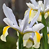 Dutch Iris Mix Dutch Iris Mix