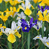 Dutch Iris Mix Dutch Iris Mix