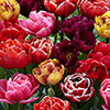Tulip Springtime Doubles Mix