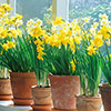 Miniature Daffodil Mix