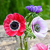 Anemone De Caen Mix Anemone De Caen Mix