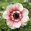 Anemone De Caen Mix Anemone De Caen Mix