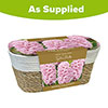Fragrant Pink Hyacinth Indoor Wicker Basket Fragrant Pink Hyacinth Indoor Wicker Basket