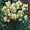 Early Flowering Naturalising Daffodil Mix
