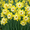 Daffodil Hunter Sunrise Daffodil Hunter Sunrise