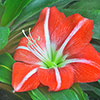 Amaryllis Minerva Amaryllis Minerva