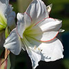 Amaryllis Picotee Amaryllis Picotee