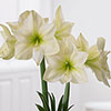 Amaryllis Lemon Star Amaryllis Lemon Star