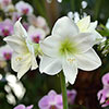 Amaryllis Lemon Star Amaryllis Lemon Star