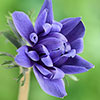 Anemone Lord Lieutenant Anemone Lord Lieutenant