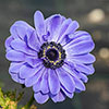 Anemone Lord Lieutenant Anemone Lord Lieutenant