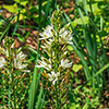 Camassia Alba Camassia Alba