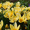 Crocus Cream Beauty
