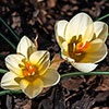 Crocus Cream Beauty