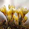 Crocus Cream Beauty
