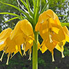 Fritillaria Lutea Fritillaria Lutea