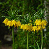 Fritillaria Lutea Fritillaria Lutea