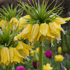 Fritillaria Lutea Fritillaria Lutea