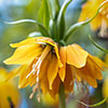 Fritillaria Lutea Fritillaria Lutea