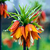Fritillaria Rubra
