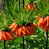 Fritillaria Rubra