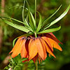 Fritillaria Rubra