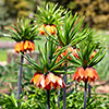 Fritillaria Rubra