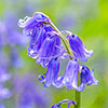 Common English Bluebells Common English Bluebells