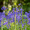 Common English Bluebells Common English Bluebells