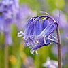 Common English Bluebells Common English Bluebells