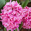Hyacinth Pretty in Pink Mix Hyacinth Pretty in Pink Mix