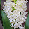 Hyacinth Pretty in Pink Mix Hyacinth Pretty in Pink Mix