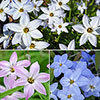 Ipheion Mixed Bulbs Ipheion Mixed Bulbs