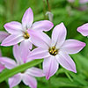 Ipheion Mixed Bulbs Ipheion Mixed Bulbs
