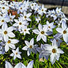 Ipheion Mixed Bulbs Ipheion Mixed Bulbs