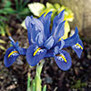 Iris Harmony Iris Harmony