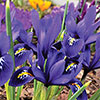 Iris Harmony Iris Harmony