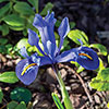 Iris Harmony Iris Harmony