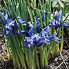 Iris Harmony Iris Harmony