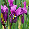 Iris Purple Hill Iris Purple Hill