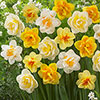 Daffodil Double Flowering Classic Mix Daffodil Double Flowering Classic Mix