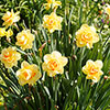 Daffodil Double Flowering Classic Mix Daffodil Double Flowering Classic Mix